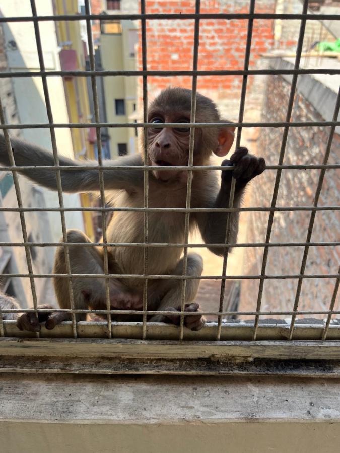 Yogi Soul P Guesthouse Varanasi Eksteriør billede